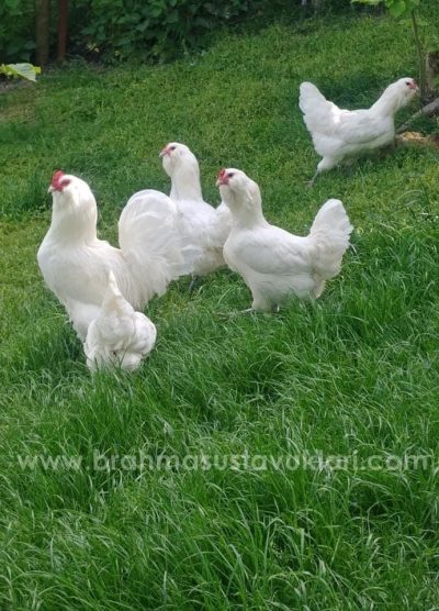 White Ameraucana Kuluçkalık Yumurta