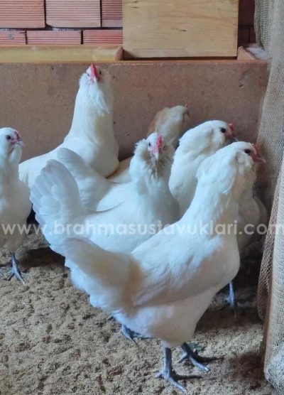 White Ameraucana Kuluçkalık Yumurta