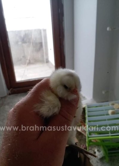 White Ameraucana Kuluçkalık Yumurta