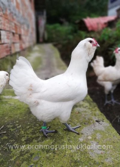 White Ameraucana Kuluçkalık Yumurta