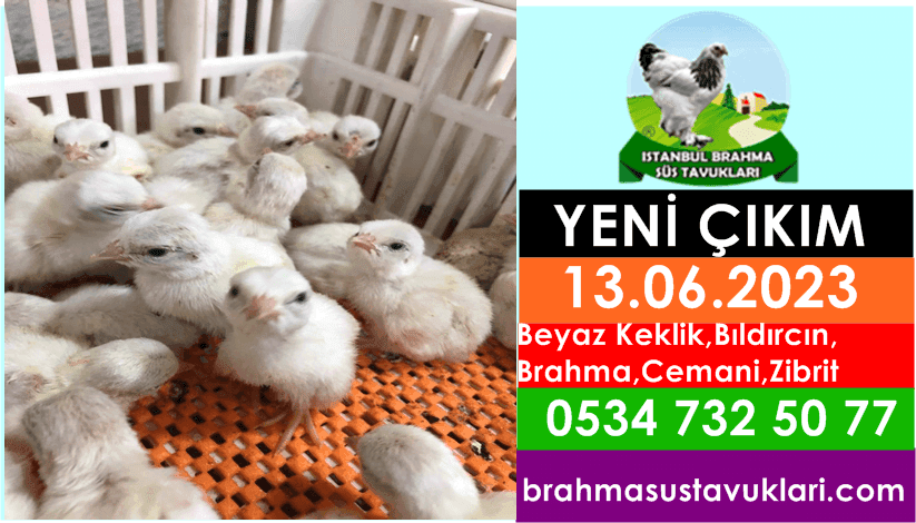 13.06.2023 Yeni Civciv Çıkımı - Beyaz Keklik,Bıldırcın,Brahma,Cemani İstanbul Süs TAVUKLARI yeni civcviv