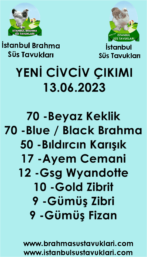 13.06.2023 Yeni Civciv Çıkımı - Beyaz Keklik,Bıldırcın,Brahma,Cemani İstanbul Süs TAVUKLARI civciv çıkımı