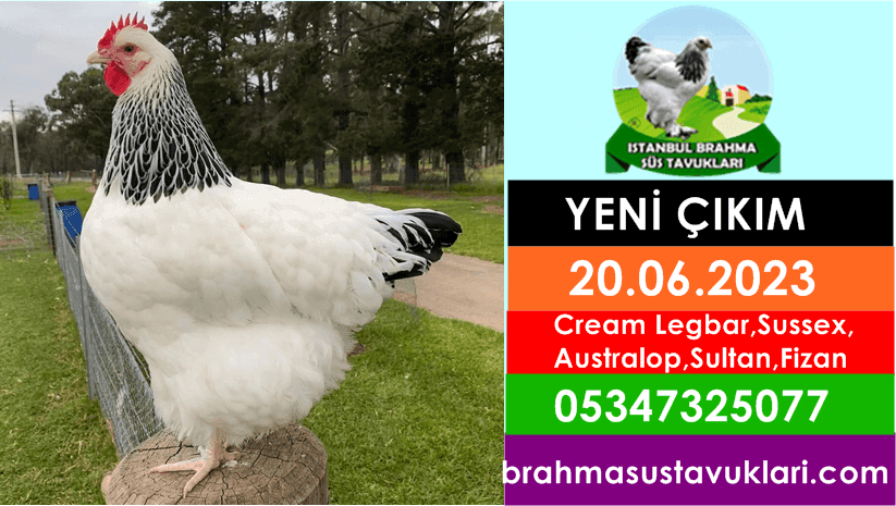20.06.2023 Yeni Çıkım - Cream Legbar,Susex,Sultan,Fizan İstanbul Süs TAVUKLARI İstanbul Süs Tavukları Kuluçkalık Yumurta & Civciv