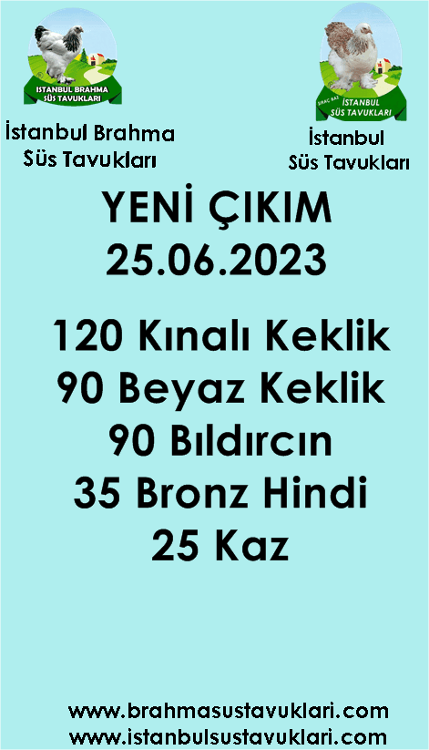 İstanbul Süs Tavukları Kuluçkalık Yumurta & Civciv