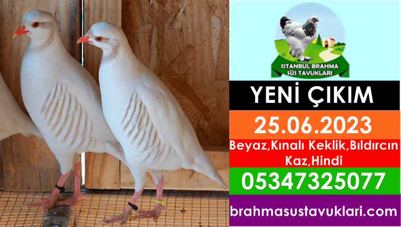 İstanbul Süs Tavukları Kuluçkalık Yumurta & Civciv