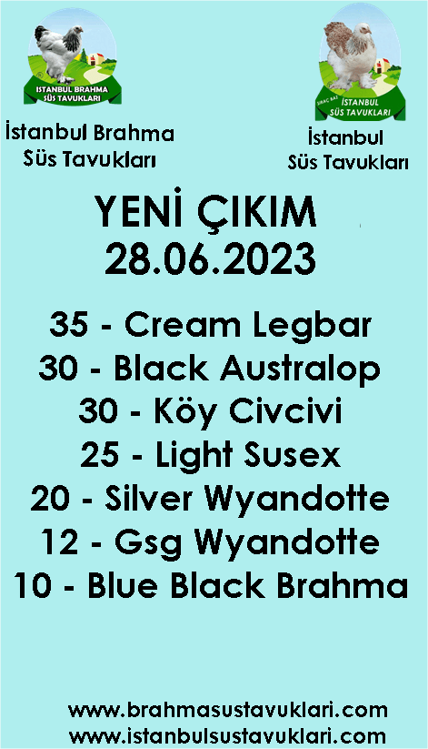 İstanbul Süs Tavukları Kuluçkalık Yumurta & Civciv