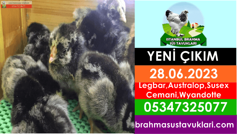 İstanbul Süs Tavukları Kuluçkalık Yumurta & Civciv