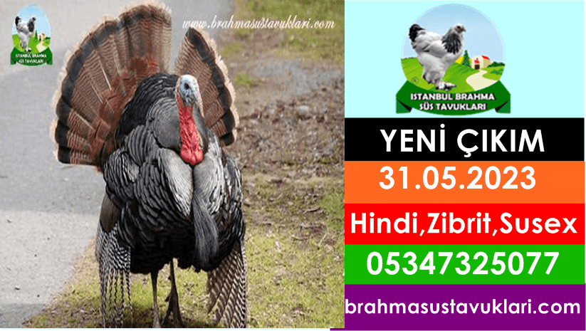 31.05.2023 CİVCİV CİKİMİ