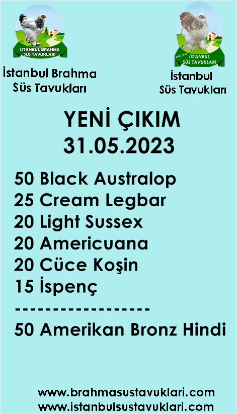 CİVCİV CİKİM