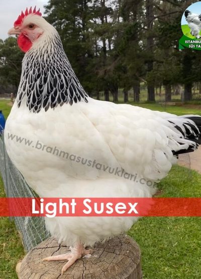 light susex tavuk