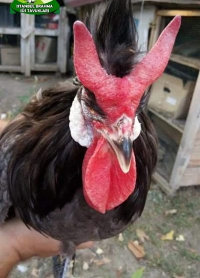 Blue Black Appenzeller Kuluçkalık Yumurta