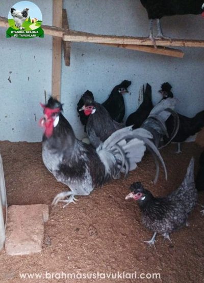 blue black appenzeller