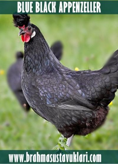 Black Appenzeller Kuluçkalık Yumurta