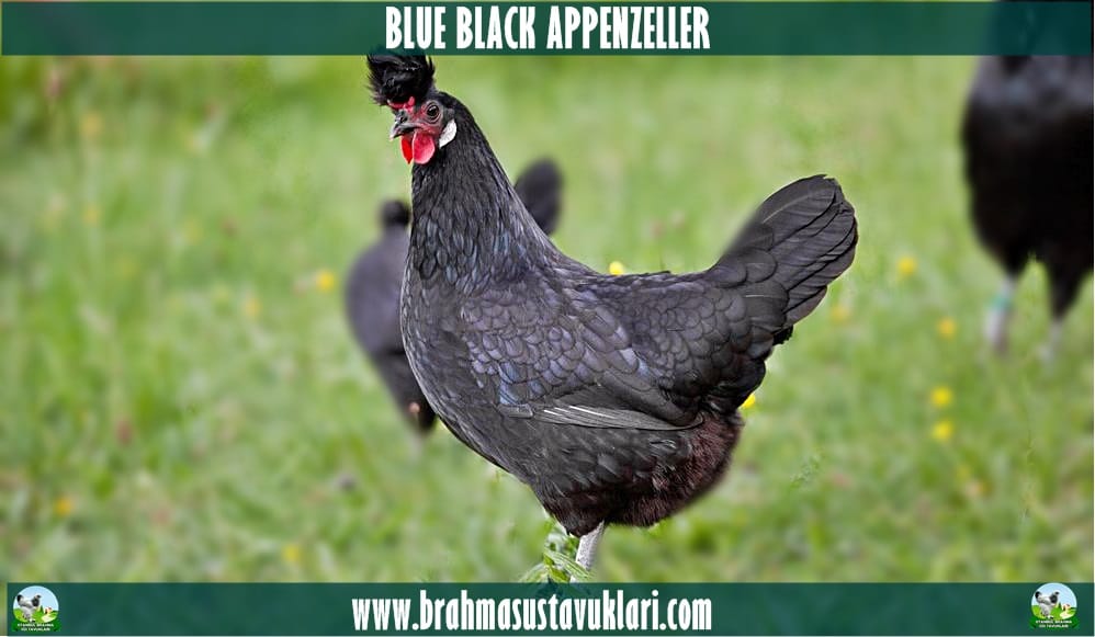Blue Black Appenzeller Tavuk Özellikleri İstanbul Süs TAVUKLARI Blue Black Appenzeller Kuluçkalık Yumurta