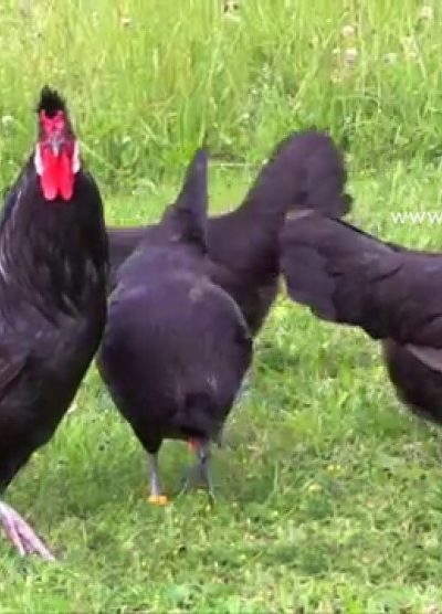 blue black appenzeller