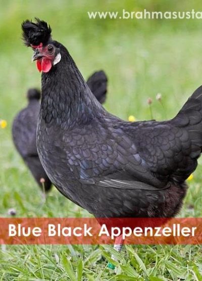 blue black appenzeller