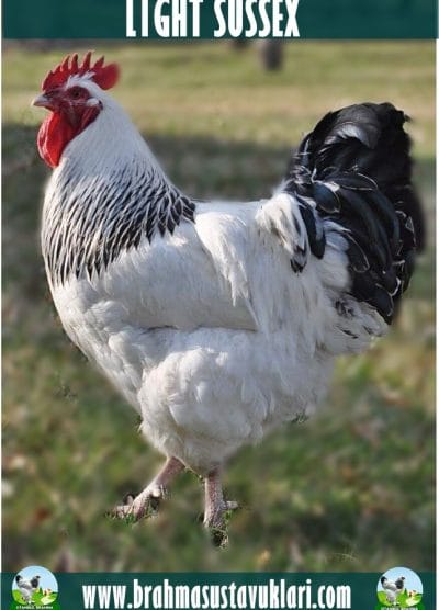 Light Sussex Kuluçkalık Yumurta