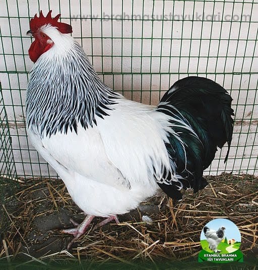 Sussex Tavuk Özellikleri Nelerdir? İstanbul Süs TAVUKLARI light susex tavuk
