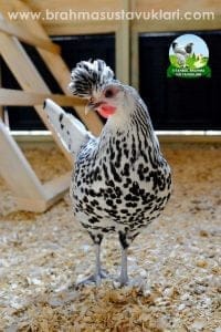 Silver Appenzeller Kuluçkalık Yumurta