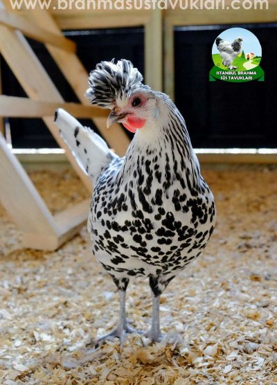 Silver Appenzeller Kuluçkalık Yumurta