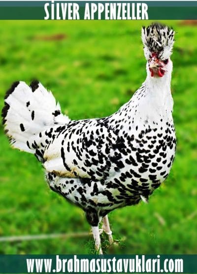 Silver Appenzeller Kuluçkalık Yumurta