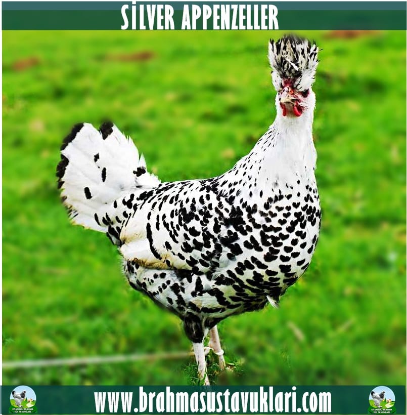 Silver Appenzeller Tavuk Özellikleri İstanbul Süs TAVUKLARI Silver Appenzeller Tavuk Özellikleri