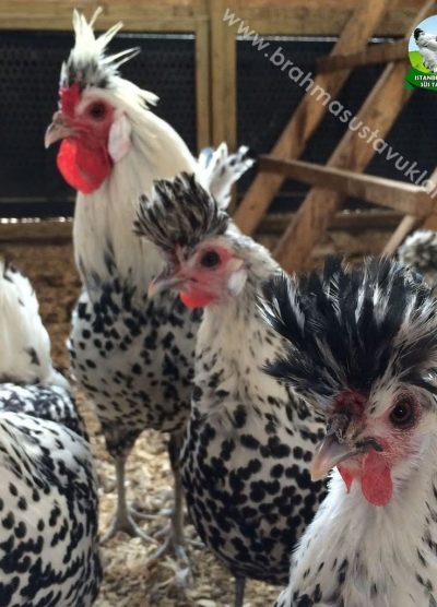 silver appenzeller, gümüş appenzeller