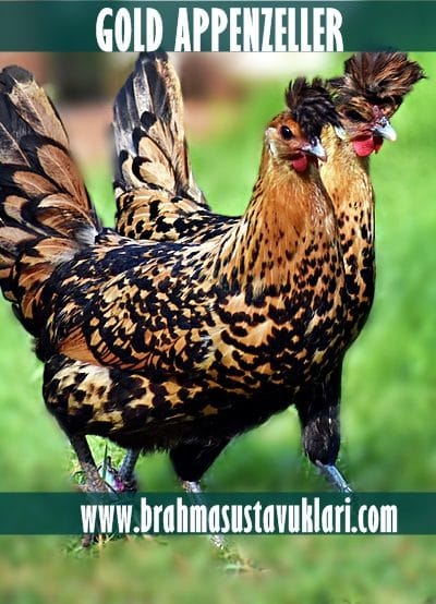 Gold Appenzeller Kuluçkalık Yumurta
