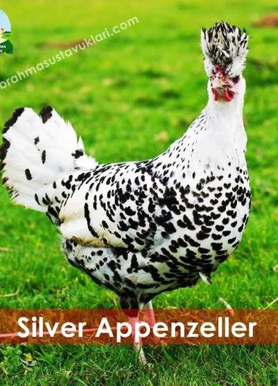 silver appenzeller, gümüş appenzeller