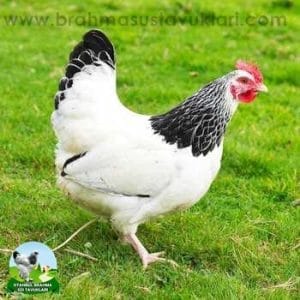 Light Susex Kuluçkalık Yumurta