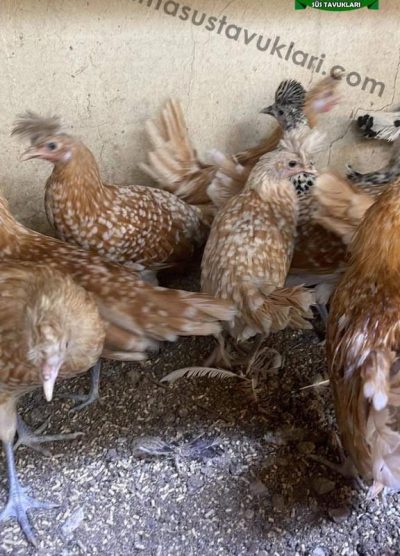 portakal orange appenzeller