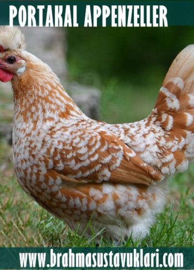 Portakal Appenzeller Kuluçkalık Yumurta