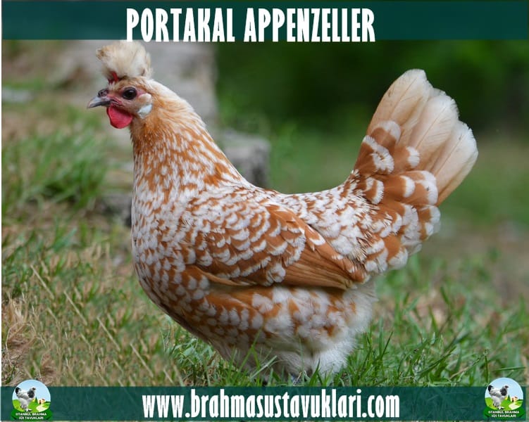 Portakal Appenzeller Hakkında Bilgiler İstanbul Süs TAVUKLARI Portakal Appenzeller Kuluçkalık Yumurta