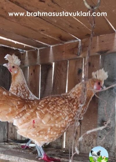 portakal orange appenzeller