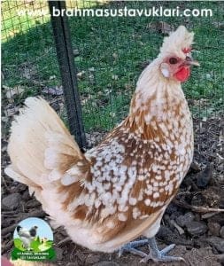 Portakal Appenzeller Kuluçkalık Yumurta