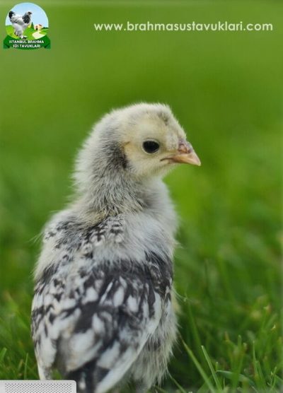 silver appenzeller, gümüş appenzeller