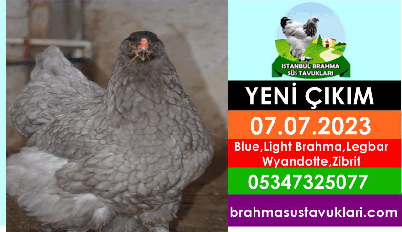 07.07.2023 Yeni Çıkım- Blue,Light Brahma,Wyandotte,Zibrit,Legbar İstanbul Süs TAVUKLARI İstanbul Süs Tavukları Kuluçkalık Yumurta & Civciv