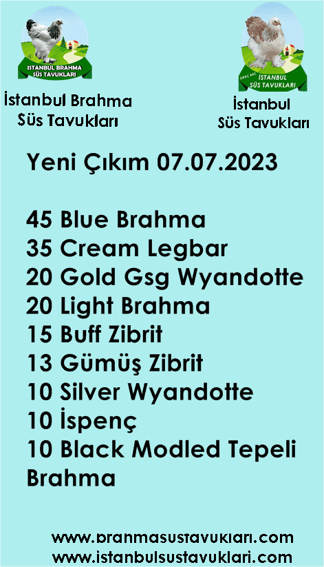 İstanbul Süs Tavukları Kuluçkalık Yumurta & Civciv