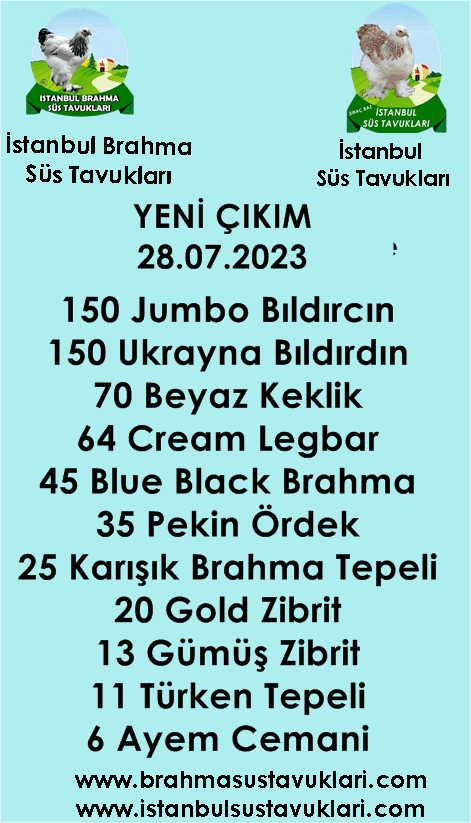 İstanbul Süs Tavukları Kuluçkalık Yumurta & Civciv