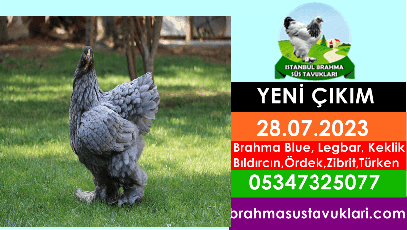 28.07.2023 Yeni Çıkım - Brahma Blue,Legbar,Keklik,Bıldırcın,Ördek,Zibrit İstanbul Süs TAVUKLARI İstanbul Süs Tavukları Kuluçkalık Yumurta & Civciv