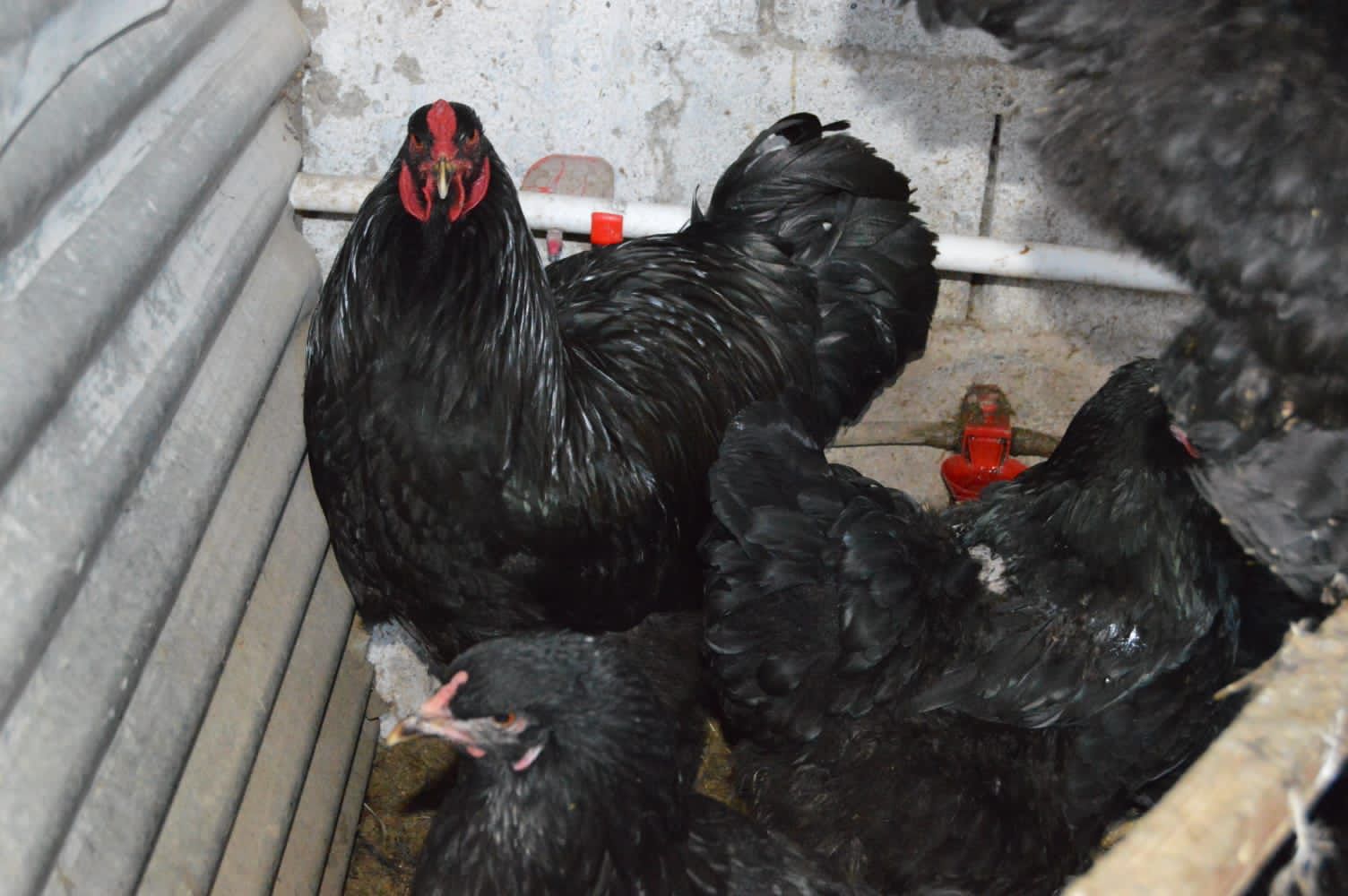 Black Brahma Tavuk Hakkında Bilgiler İstanbul Süs TAVUKLARI black brahma