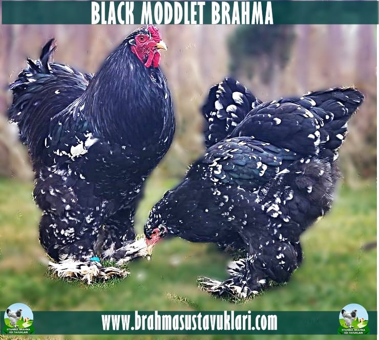 Black Moddlet Brahma Kuluçkalık Yumurta