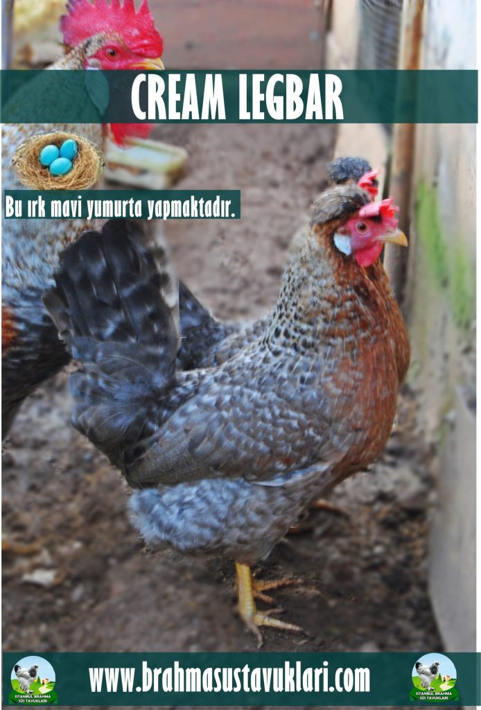 Cream Legbar Tavuk Özellikleri İstanbul Süs TAVUKLARI Cream Legbar Kuluçkalık Yumurta
