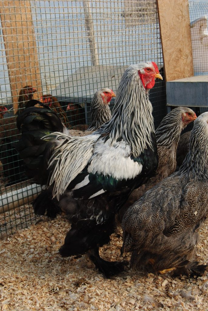 Dark Brahma Tavuk Özellikleri İstanbul Süs TAVUKLARI Dark Brahma Kuluçkalık Yumurta