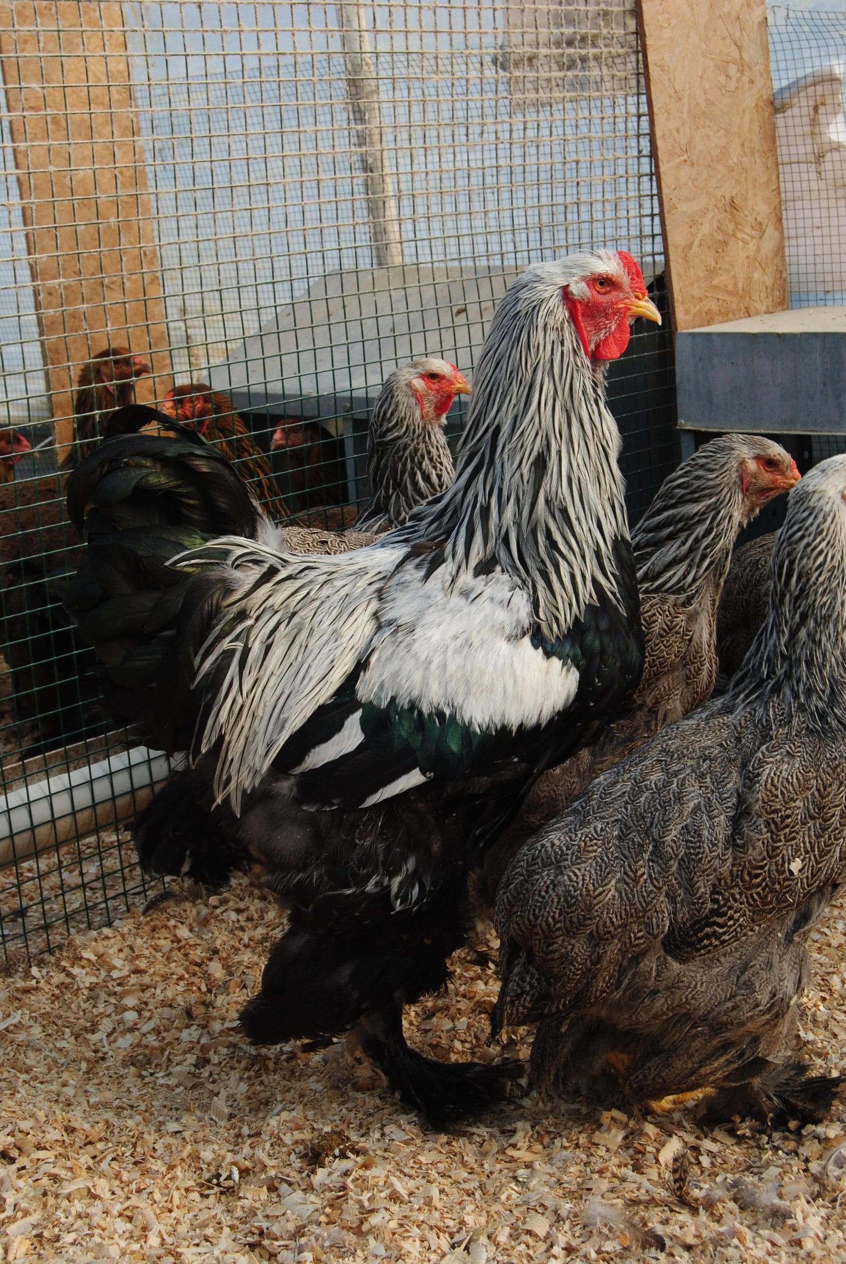 Dark Brahma Tavuk Özellikleri İstanbul Süs TAVUKLARI Dark Brahma Kuluçkalık Yumurta