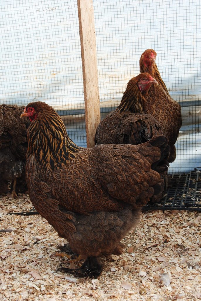 Gold Brahma Kuluçkalık Yumurta