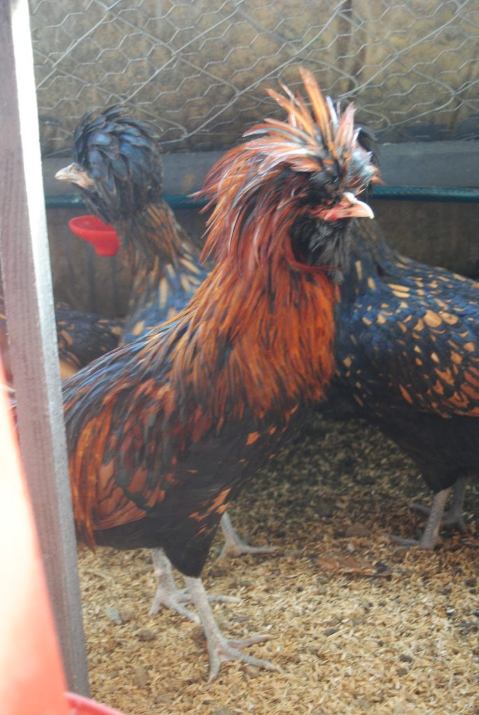 Gold Fizan Tavukları Özellikleri İstanbul Süs TAVUKLARI Gold Fizan Kuluçkalık Yumurta