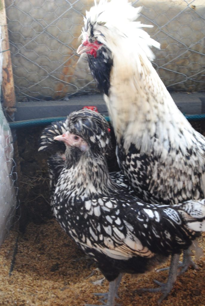 Gümüş Fizan Tavuk Özellikleri İstanbul Süs TAVUKLARI Gümüş Fizan Kuluçkalık Yumurta