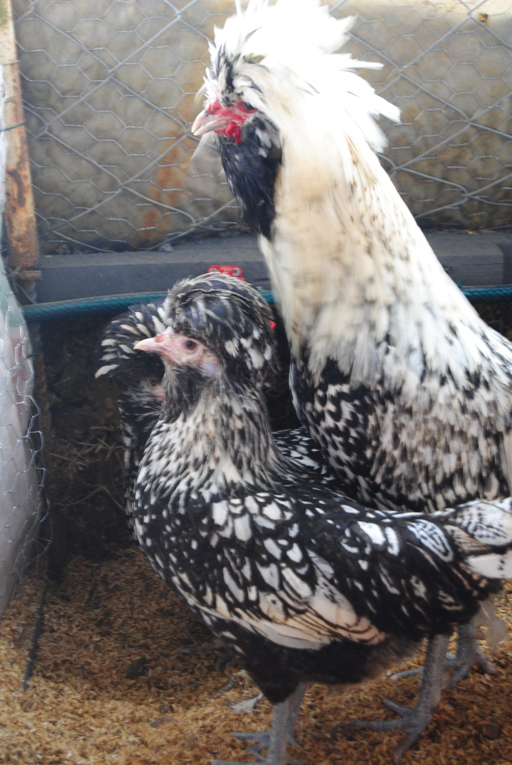 Gümüş Fizan Tavuk Özellikleri İstanbul Süs TAVUKLARI Gümüş Fizan Kuluçkalık Yumurta