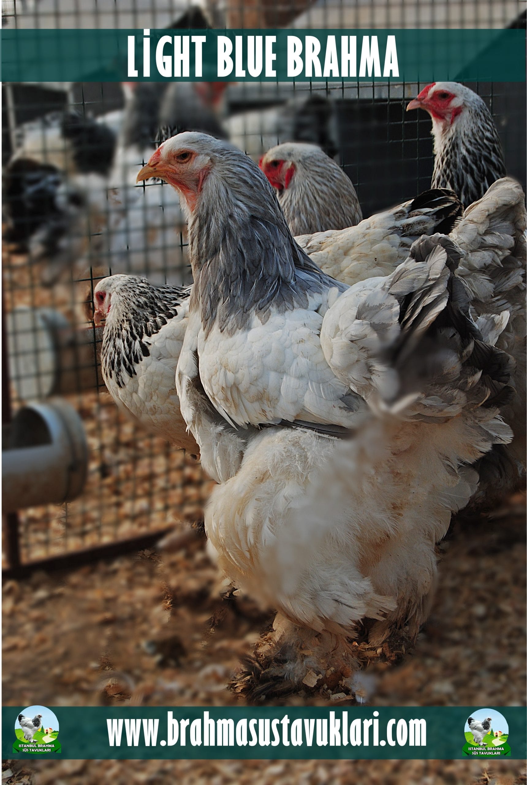 Light Blue Brahma Kuluçkalık Yumurta